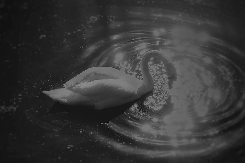 © Fatima Abreu Ferreira - Image from the The end of night photography project