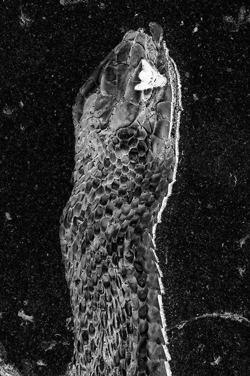 © Fatima Abreu Ferreira - Image from the How to disappear completely photography project