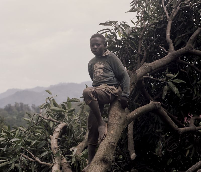© Cécile Smetana - Infested tree has been cut down to much amusement of the children .