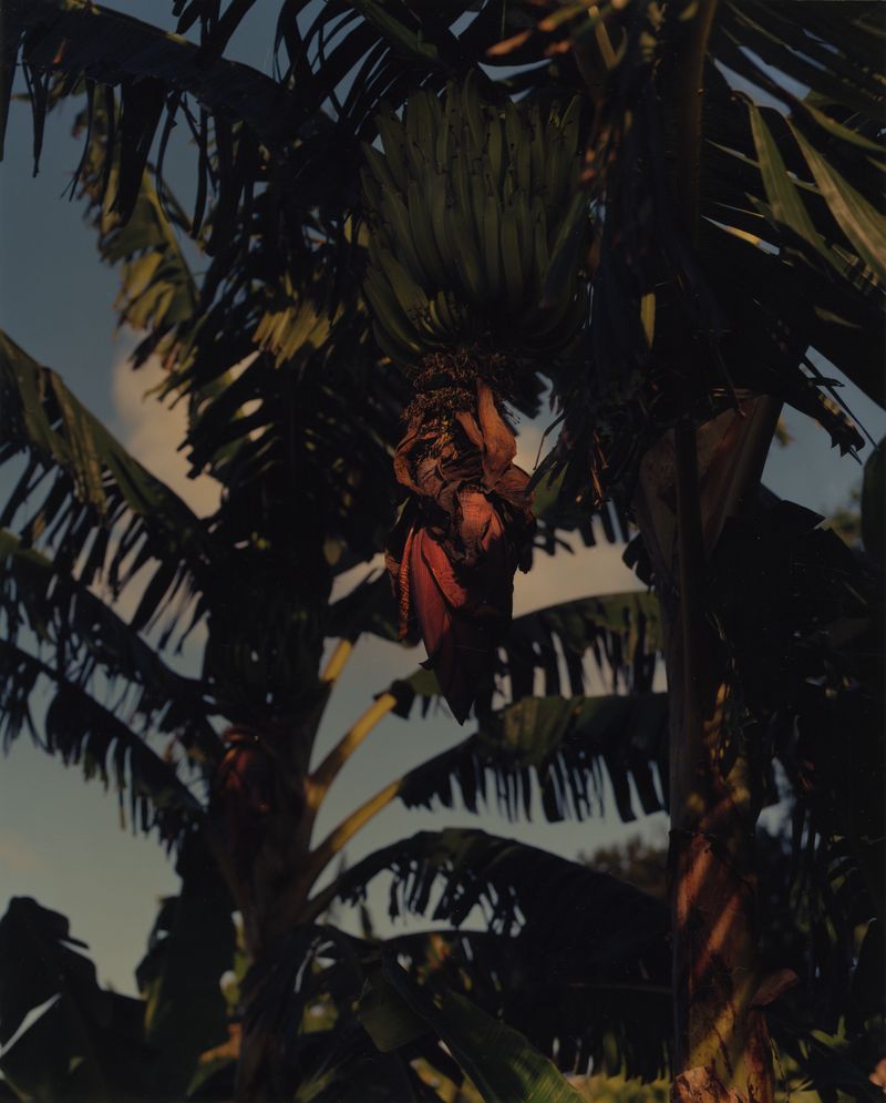 © Cécile Smetana - Image from the Karukera - A love letter to Guadeloupe photography project