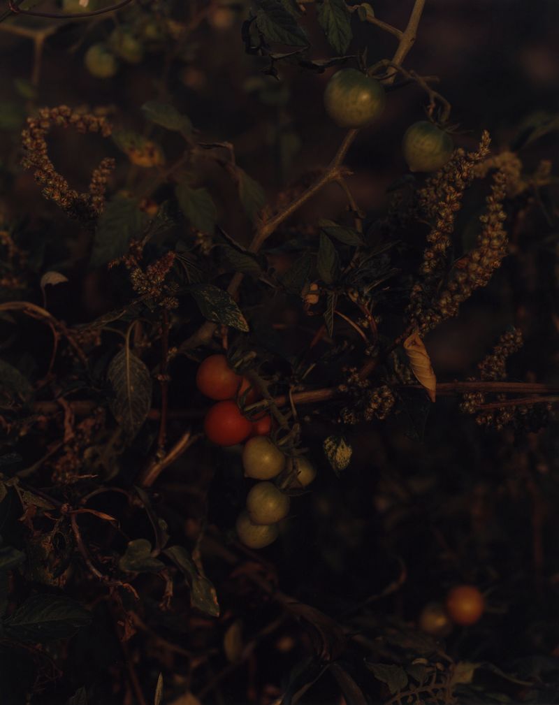 © Cécile Smetana - The garden in Guadeloupe is perceived as sacret. Families pass down know how on medical plants, herbs and healing plants.