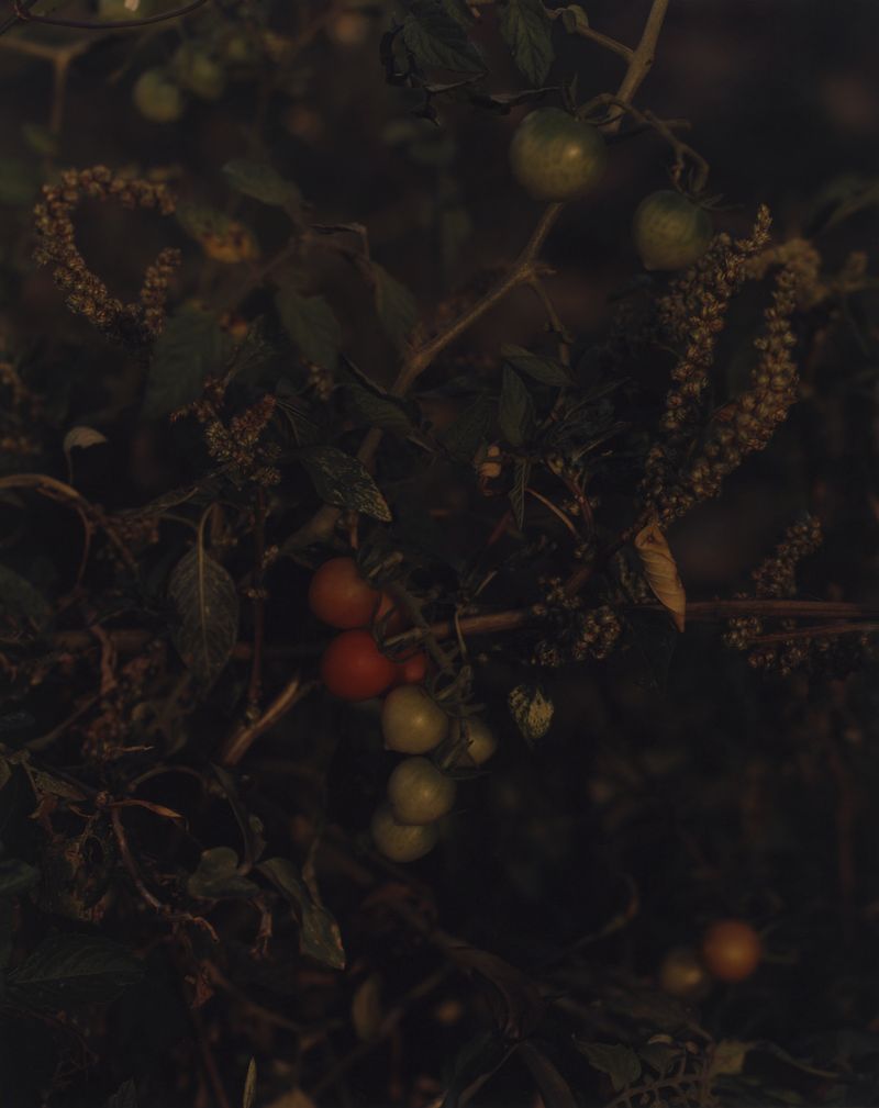 © Cécile Smetana - The garden in Guadeloupe is perceived as sacret. Families pass down know how on medical plants, herbs and healing plants.