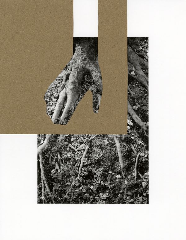 untitled (roots), 2024