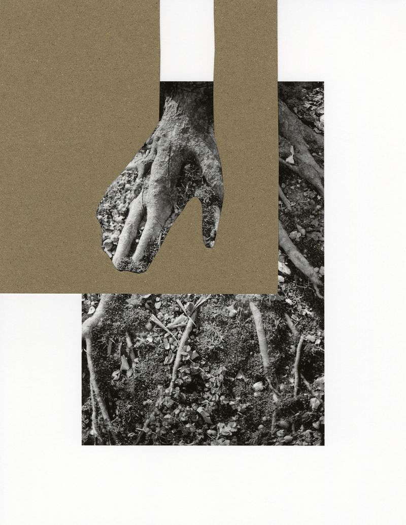 untitled (roots), 2024