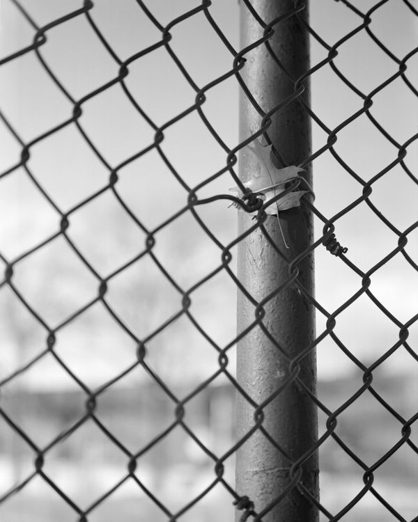 © Noy Finer - Image from the stitching a fallen leaf photography project