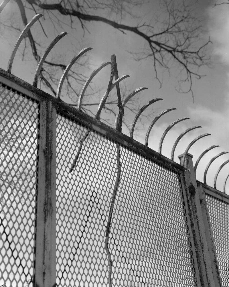 © Noy Finer - Image from the stitching a fallen leaf photography project