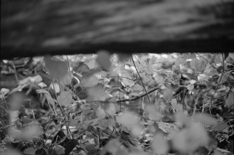 © Noy Finer - Image from the stitching a fallen leaf photography project