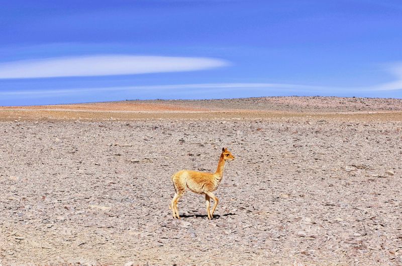 © Diego Ben Karlsson - Image from the Geographies of Silence photography project