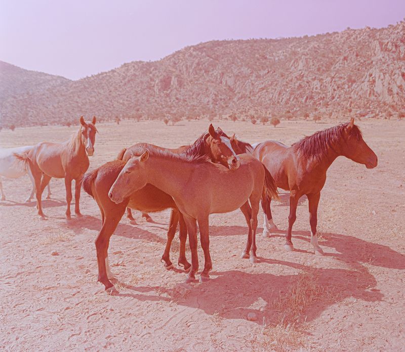 © Rëza Dè Ghān - Image from the The Fading Roses photography project