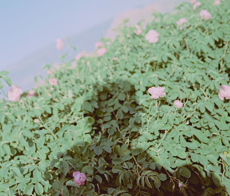 © Rëza Dè Ghān - Image from the The Fading Roses photography project