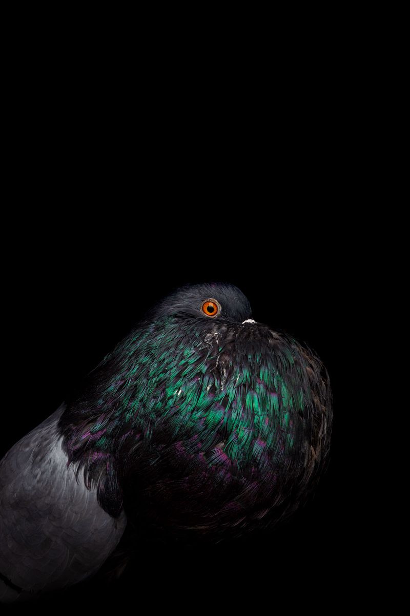 © Rolando Angulo Gálvez - Image from the Strange Beauties Series 2 photography project