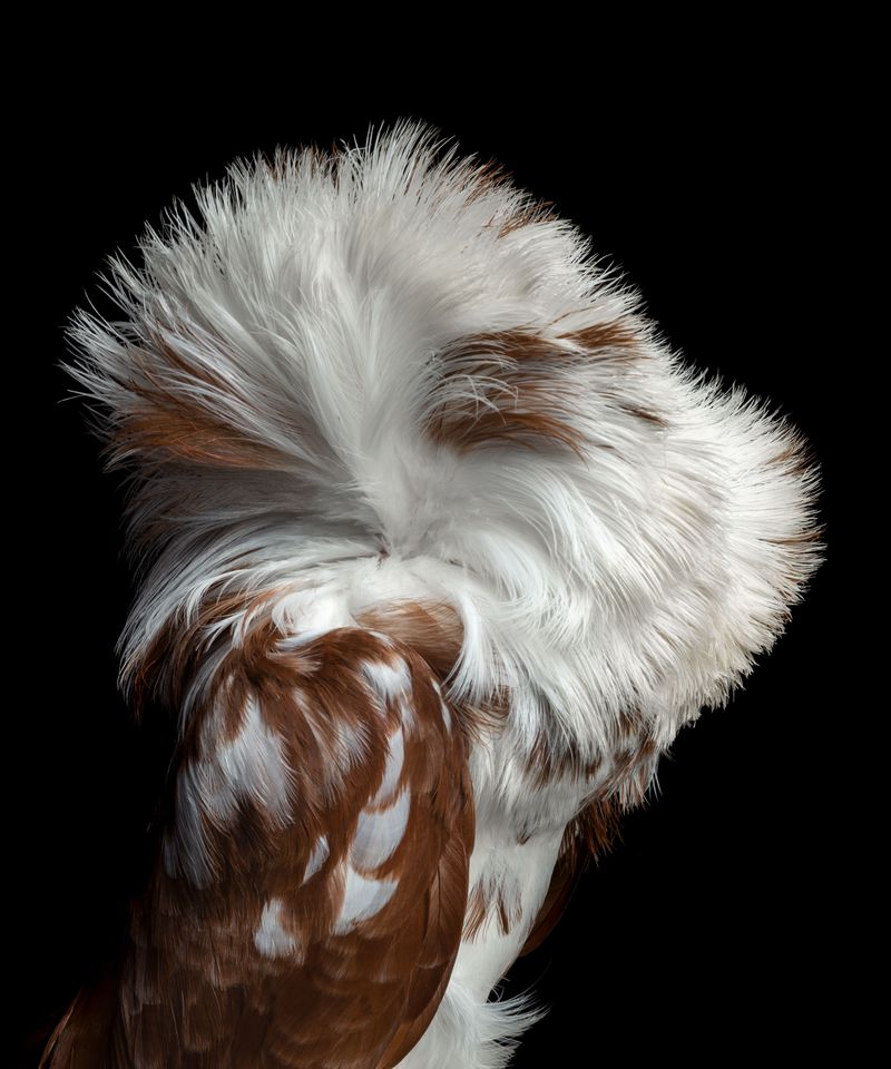 © Rolando Angulo Gálvez - Image from the Strange Beauties Series 2 photography project