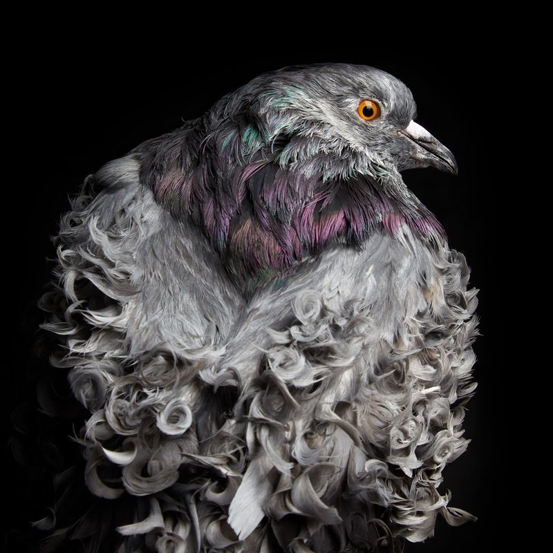 © Rolando Angulo Gálvez - Image from the Strange Beauties Series 2 photography project