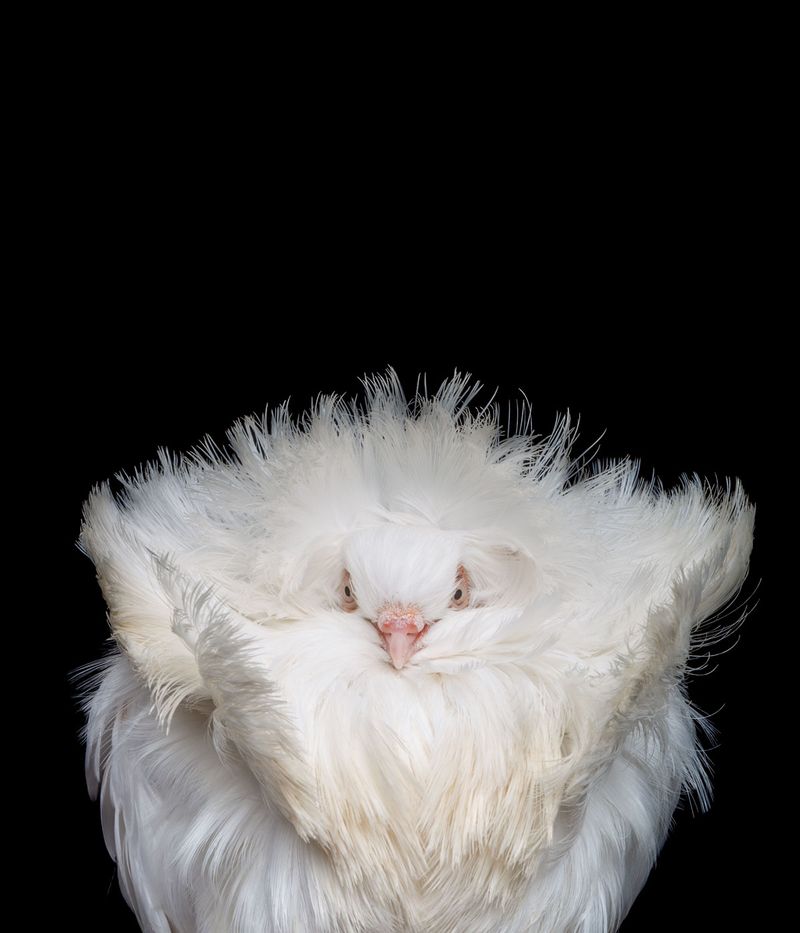 © Rolando Angulo Gálvez - Image from the Strange Beauties Series 2 photography project