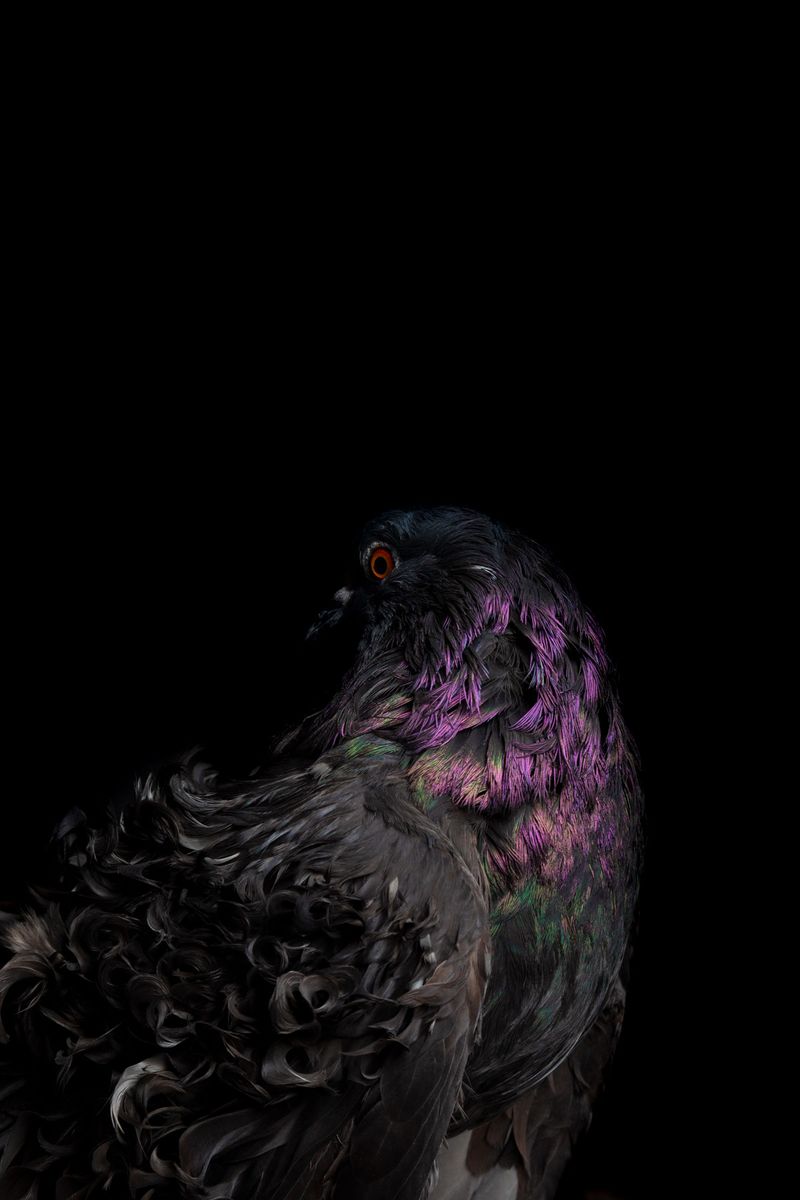 © Rolando Angulo Gálvez - Image from the Strange Beauties Series 2 photography project