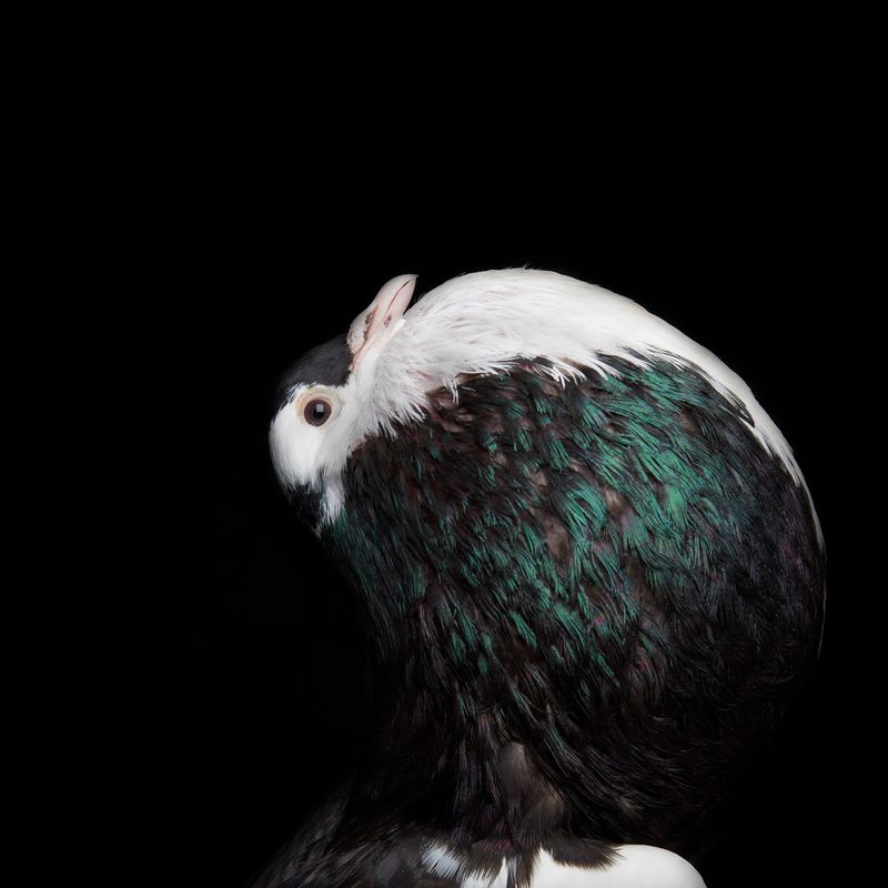 © Rolando Angulo Gálvez - Image from the Strange Beauties Series 2 photography project