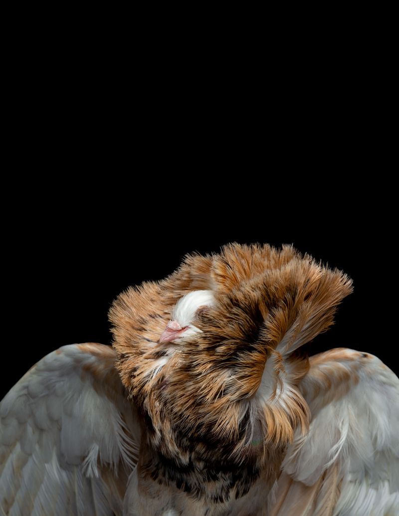 © Rolando Angulo Gálvez - Image from the Strange Beauties Series 2 photography project