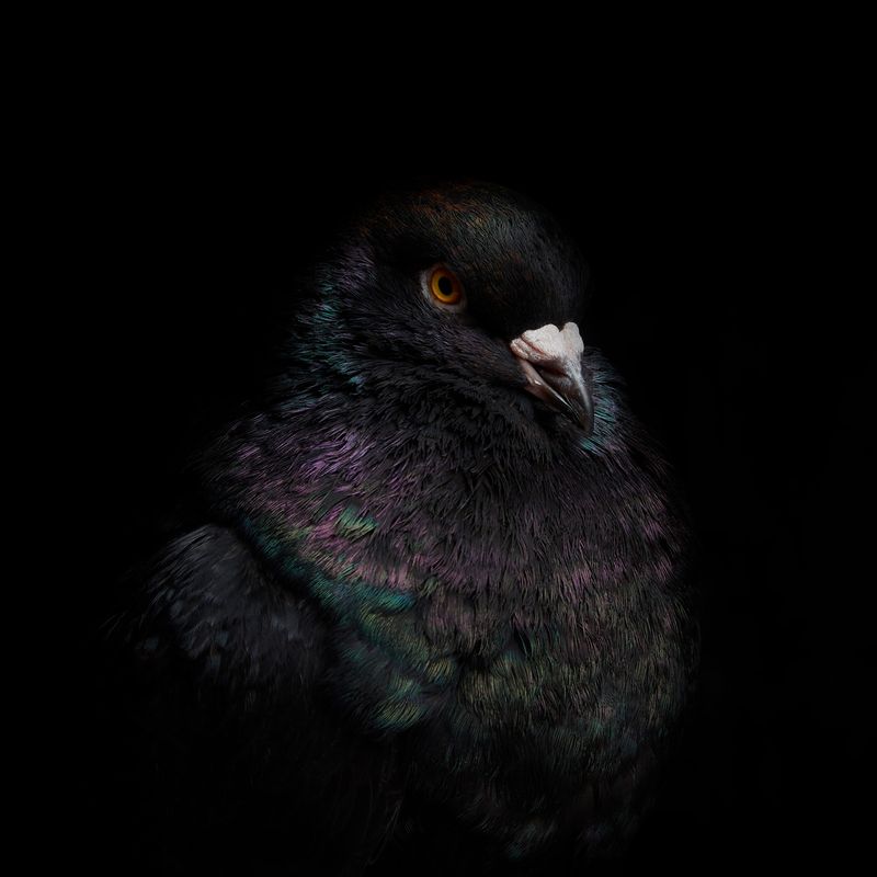 © Rolando Angulo Gálvez - Image from the Strange Beauties Series 2 photography project