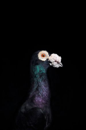 Strange Beauties Series 2