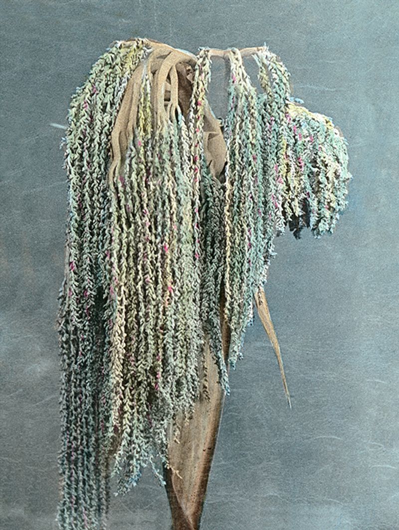 © Carly Steinbrunn - Exotic tree