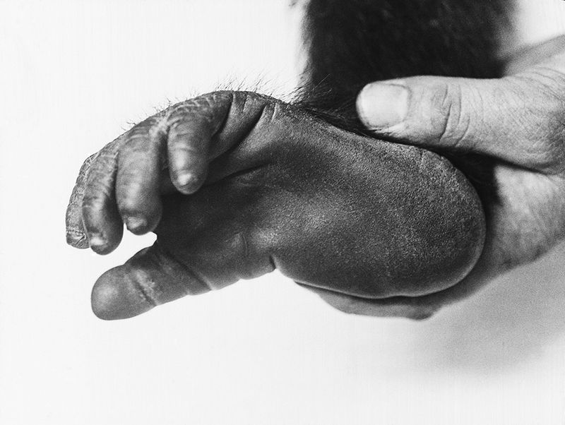 © Carly Steinbrunn - Gorilla foot