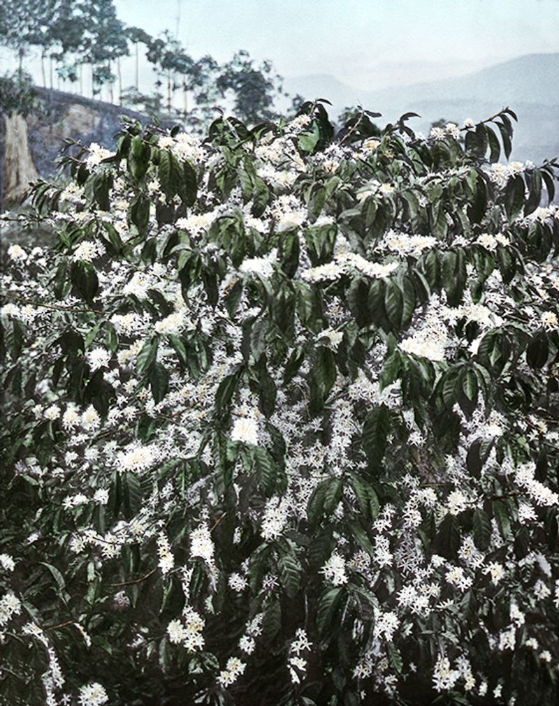 © Carly Steinbrunn - Coffee flower