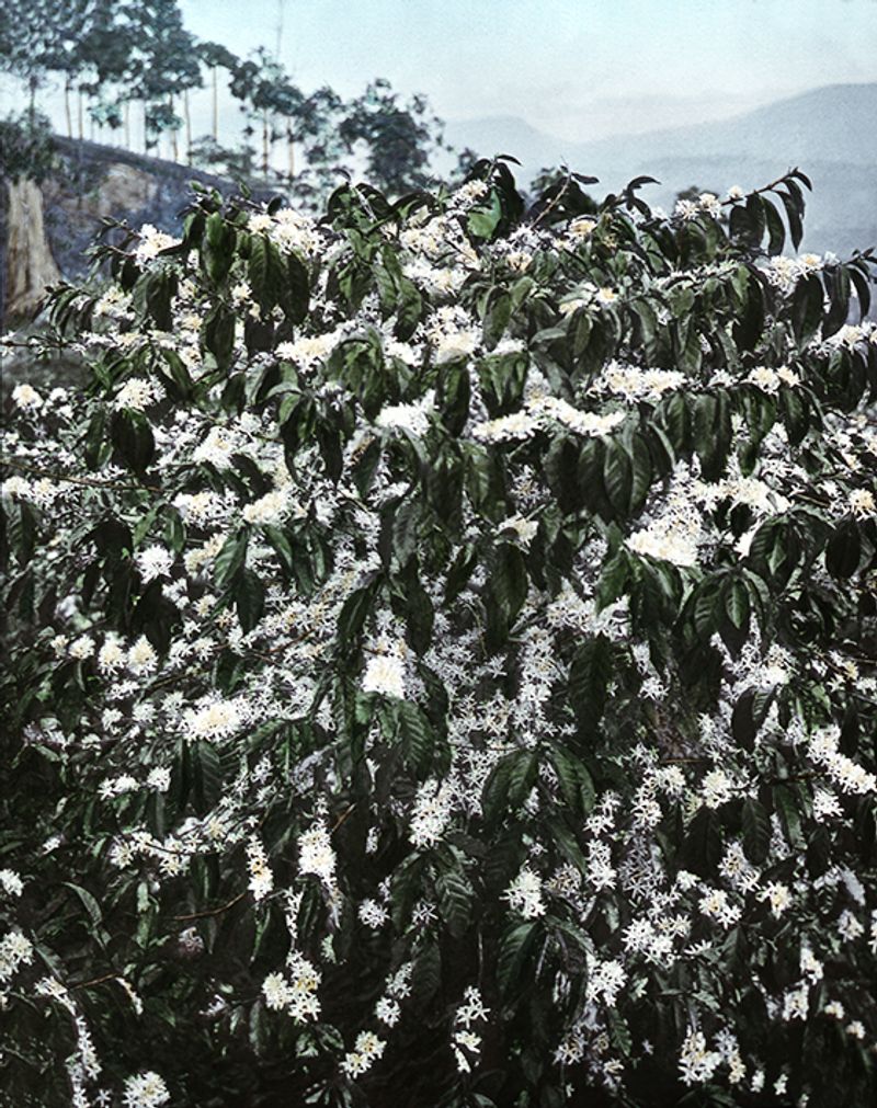 © Carly Steinbrunn - Coffee flower