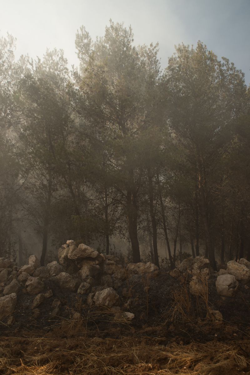 © Veronica Andrea Sauchelli - Galatina, Soleto - Lecce, Italy A forest fire, extended for 400 hectares.