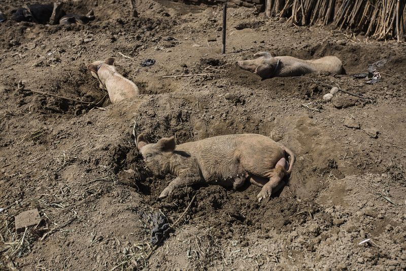 © Diego Oliver - Animals are the last priority when food and water arrives even when these represent one of the most valuable possessions.