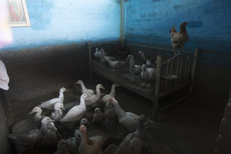 © Diego Oliver - Orlando Timaná Morales (52) kept safe his geese and chickens in his baby girl room. He couldn't safe the porks.