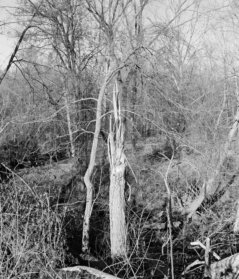 © Angela Shaffer - Image from the for dear life photography project