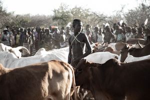 Hamer Bull Jumping Ceremony - Ethiopia