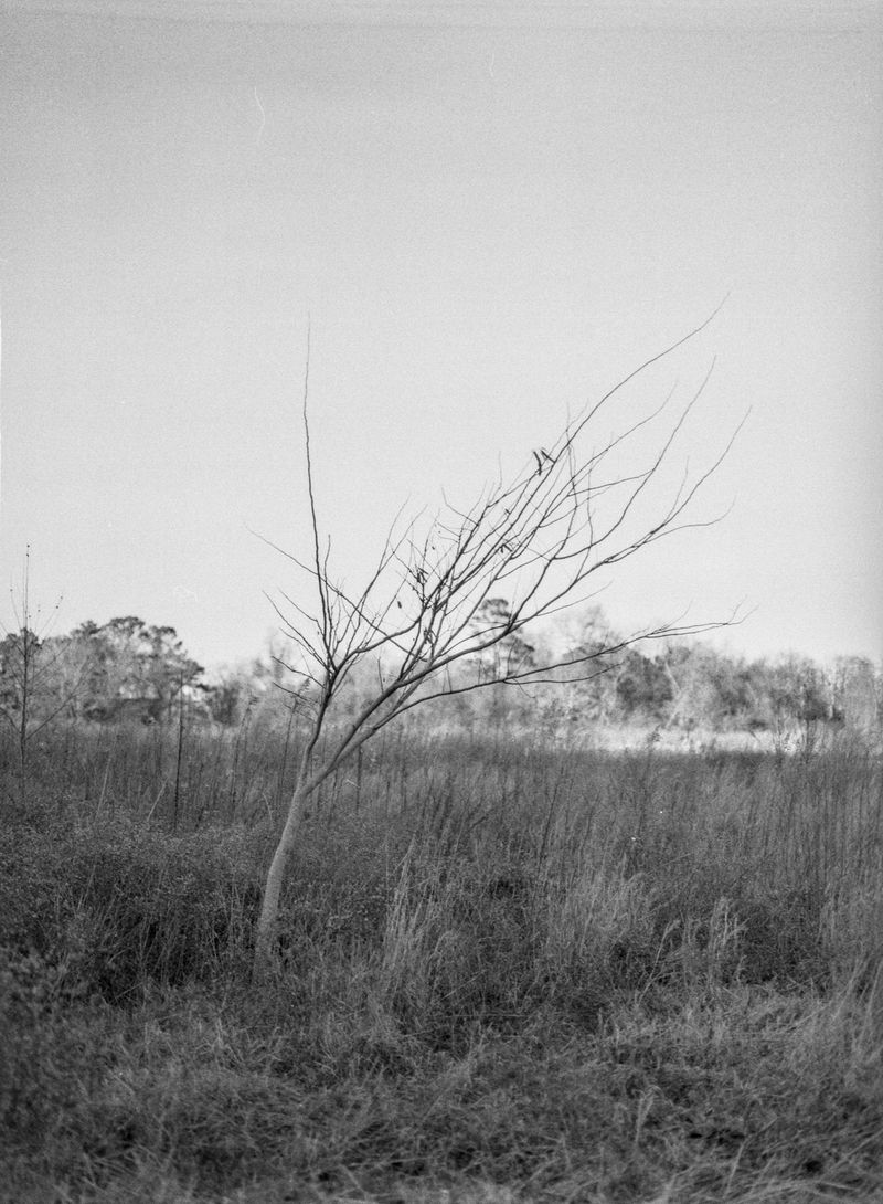 © Madison Speyer - A lone tree in rural Chapel Hill
