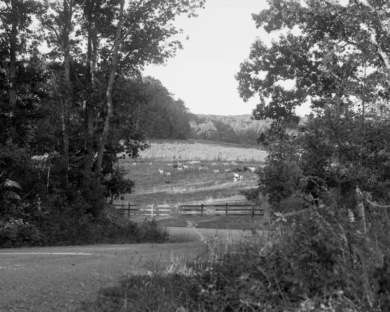 © Madison Speyer - A field of sheep in rural Hillsborough