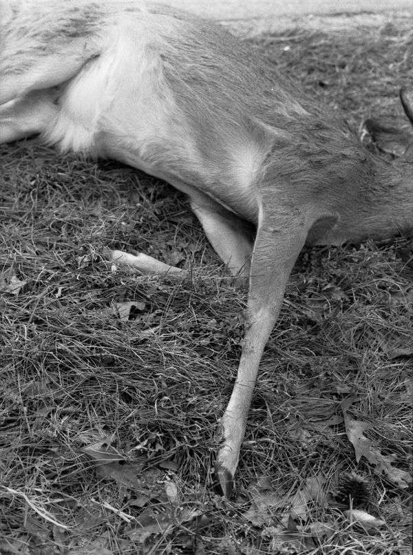 © Madison Speyer - A deer killed on the side of the road