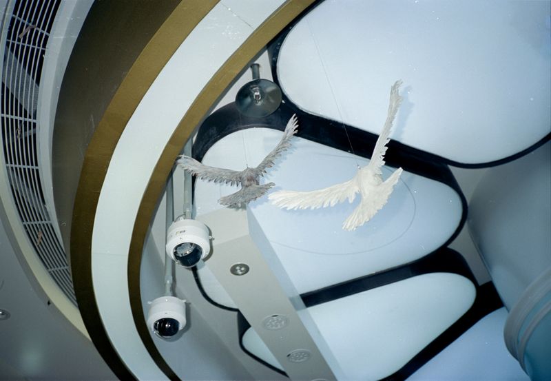 © Yan Shi - Image from the Plastic wings photography project