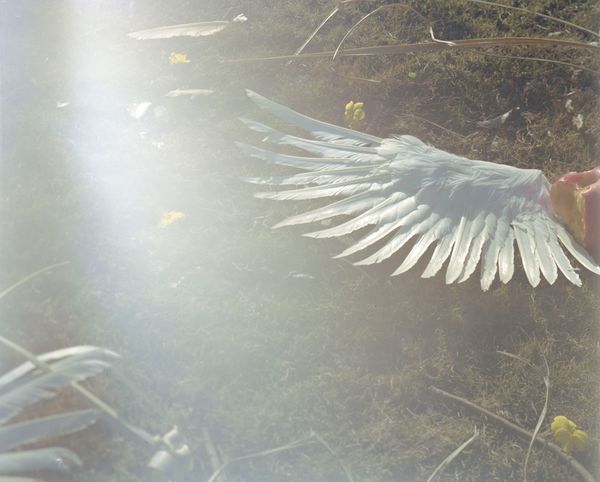 © Yan Shi - Image from the Plastic wings photography project