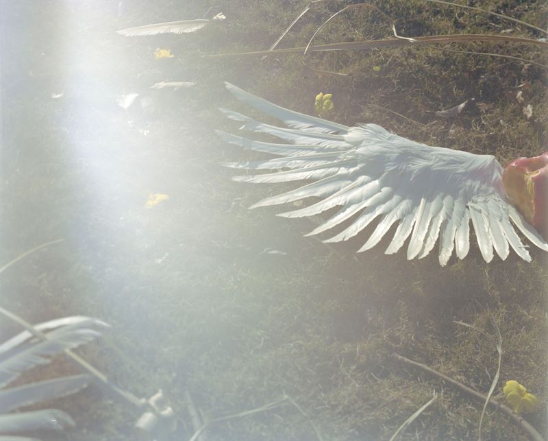 © Yan Shi - Image from the Plastic wings photography project