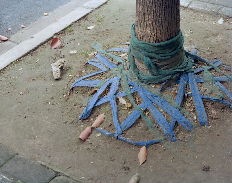 © Yan Shi - Tied roots