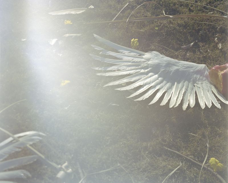 © Yan Shi - Wings and apple on the hillside