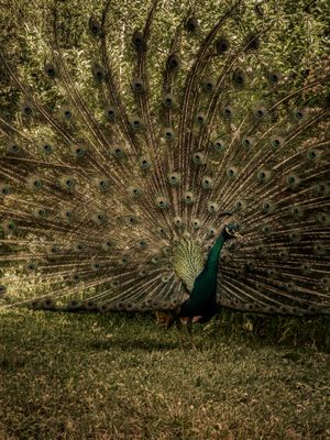 The Feather Collector