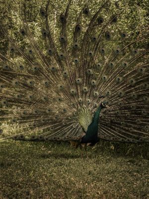 The Feather Collector