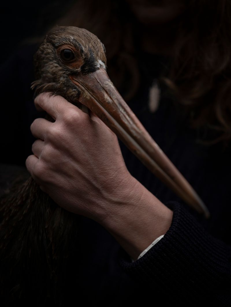 © Irene Alison - Image from the The Feather Collector photography project