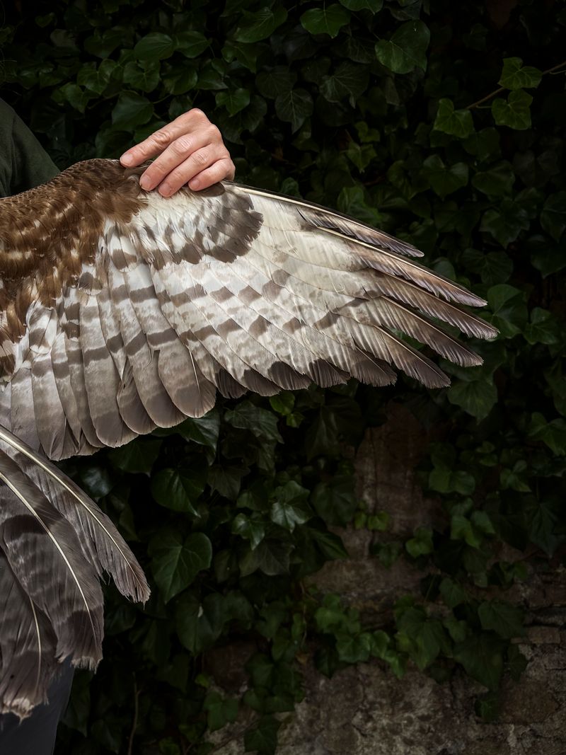 © Irene Alison - Image from the The Feather Collector photography project