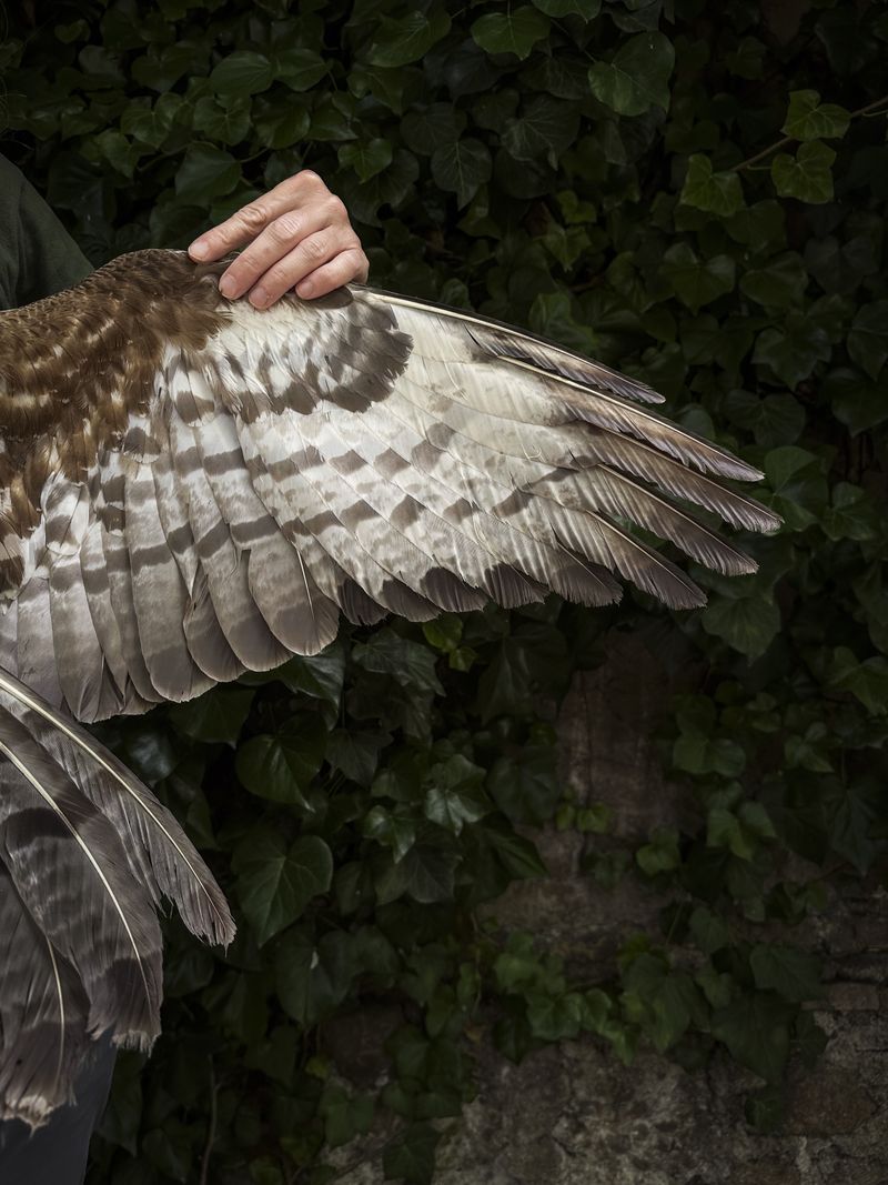 © Irene Alison - Image from the The Feather Collector photography project