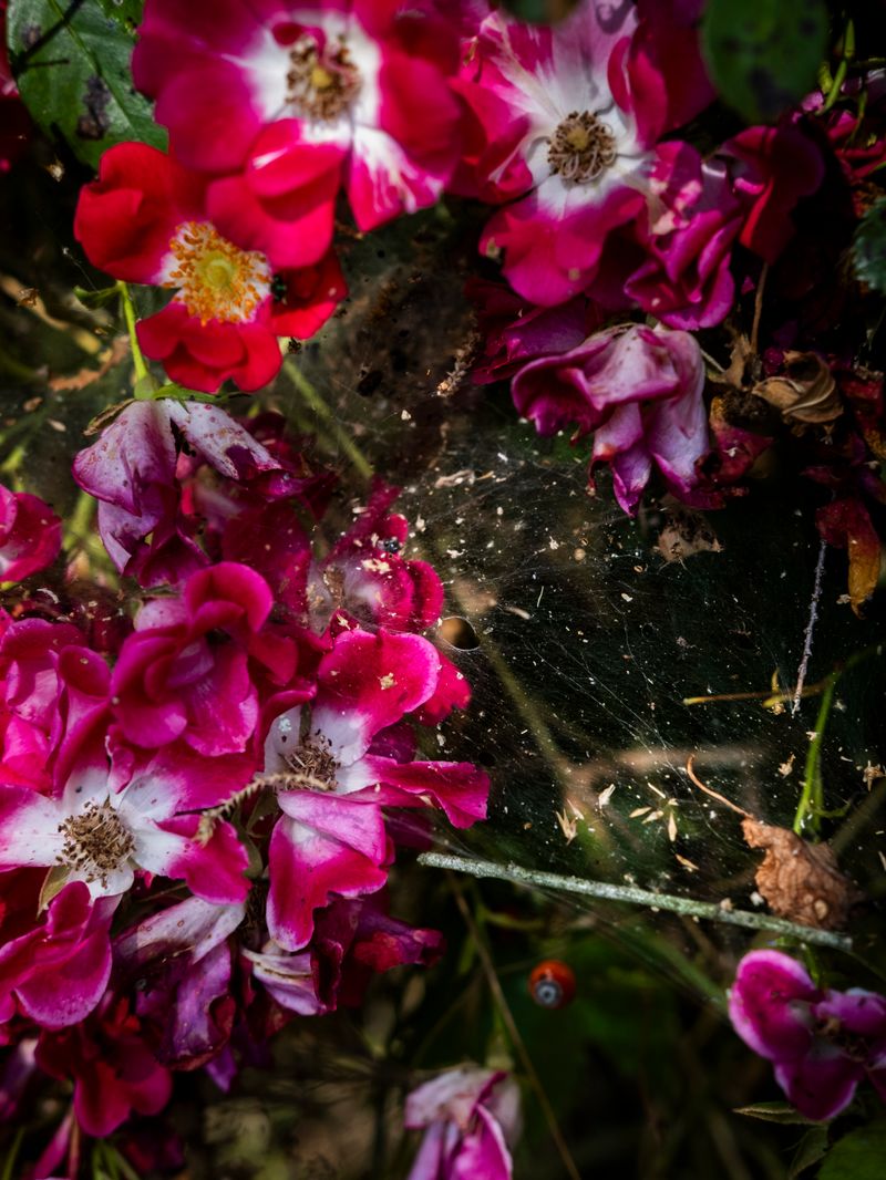 © Irene Alison - Image from the The Feather Collector photography project