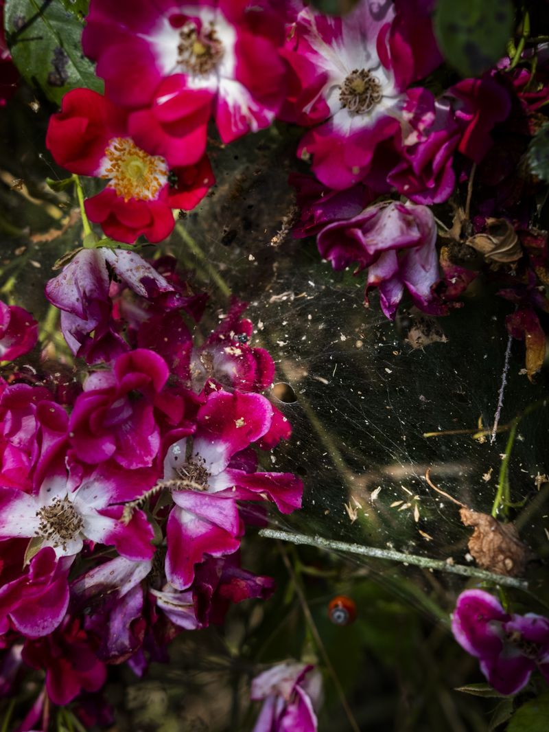 © Irene Alison - Image from the The Feather Collector photography project