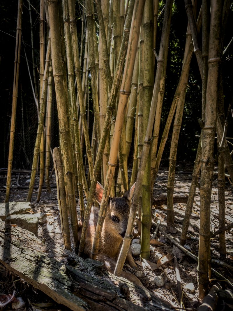 © Irene Alison - Image from the The Feather Collector photography project