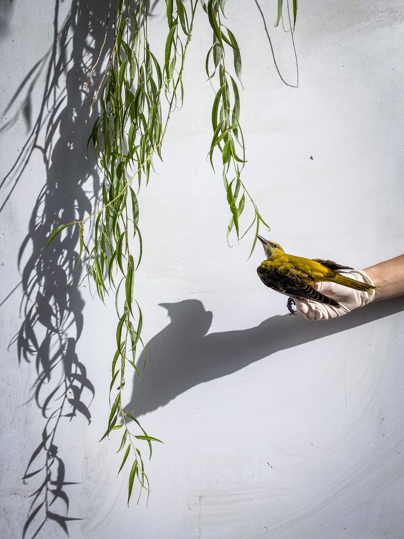 © Irene Alison - Image from the The Feather Collector photography project