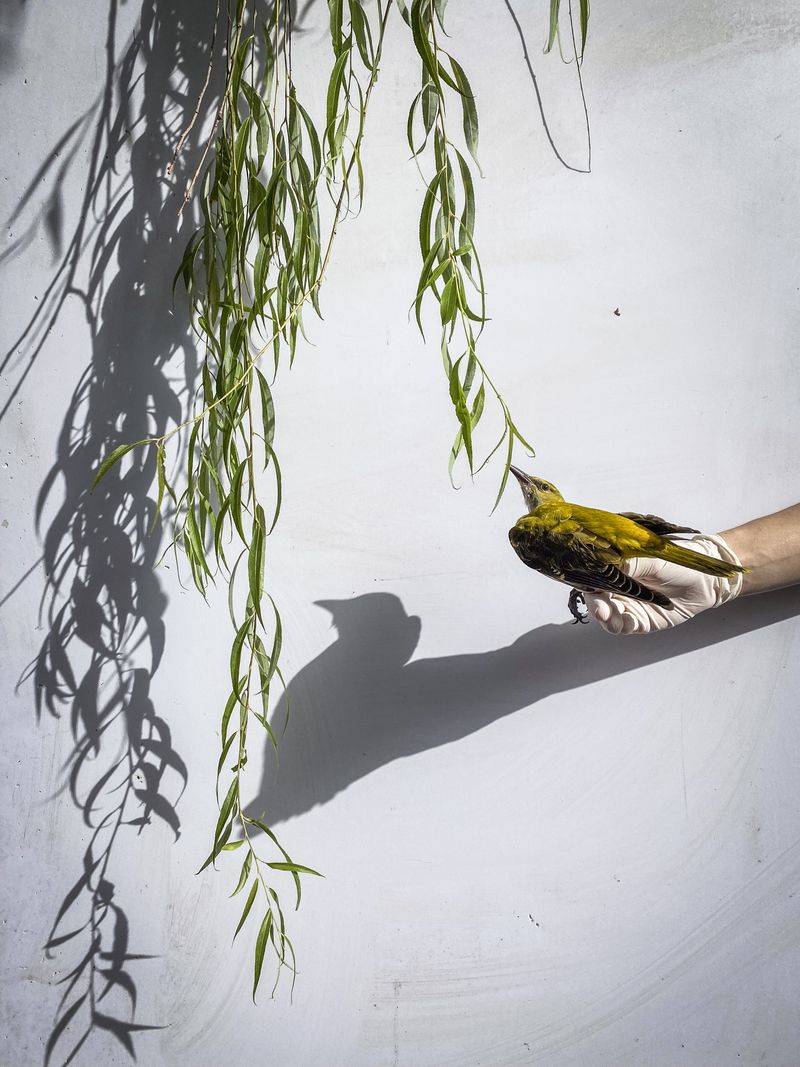 © Irene Alison - Image from the The Feather Collector photography project